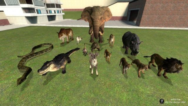 Animal SNPCs