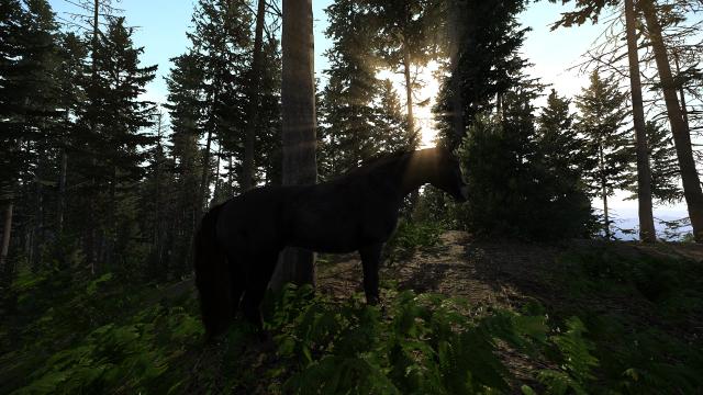 Ciri's Kelpie