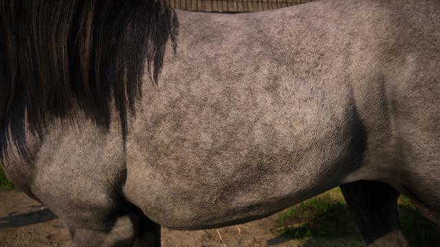 CRT - Animals Texture 2K for Kingdom Come: Deliverance 2