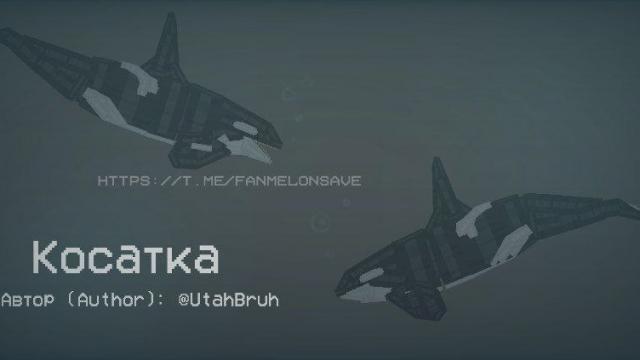 Killer whale