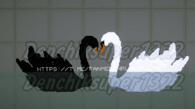Swans pack