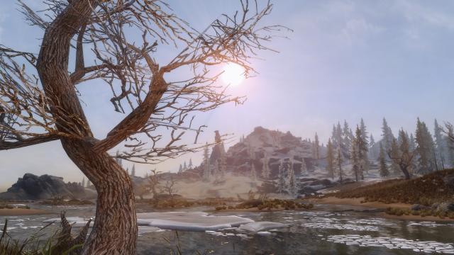 HD Dead Trees and Driftwoods - HD