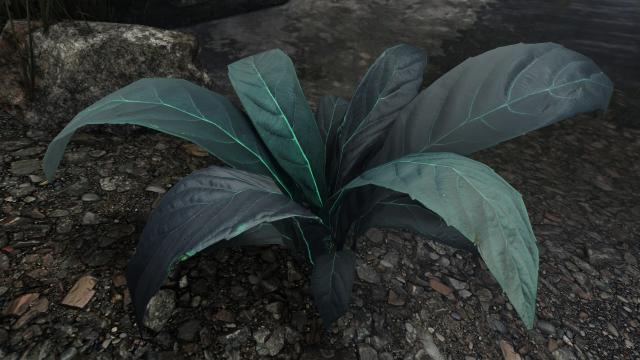 A Nirnroot
