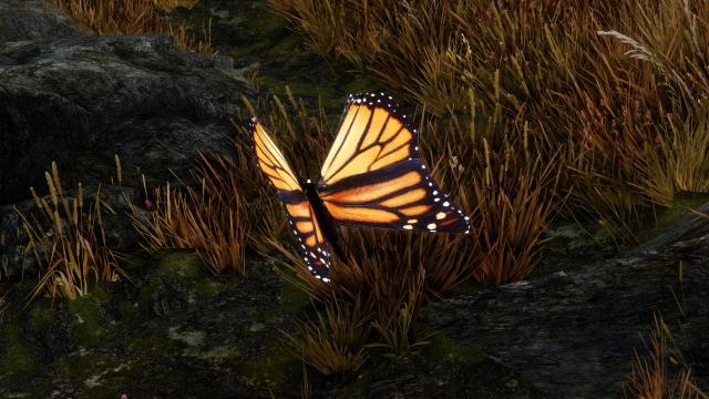 Rally&rsquo;s Butterflies and Moths