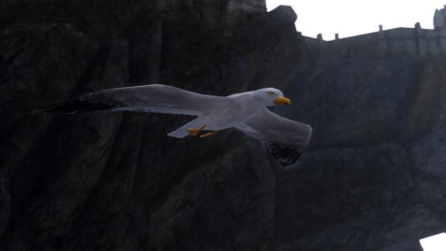 Чайки Скайріма / Seagulls of Skyrim для Skyrim SE-AE