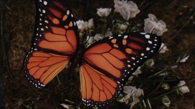 Butterfly Improved by zzjay - Переробка Метеликів