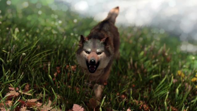 Волки Скайрима / Wolves of Skyrim для Skyrim SE-AE