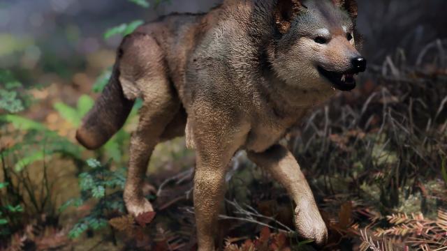Wolves of Skyrim