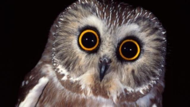 Owl pet