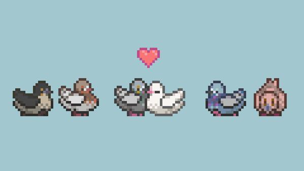 Pigeons BFAV
