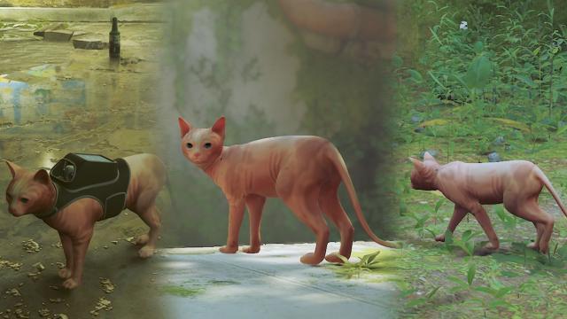 Sphynx Cat