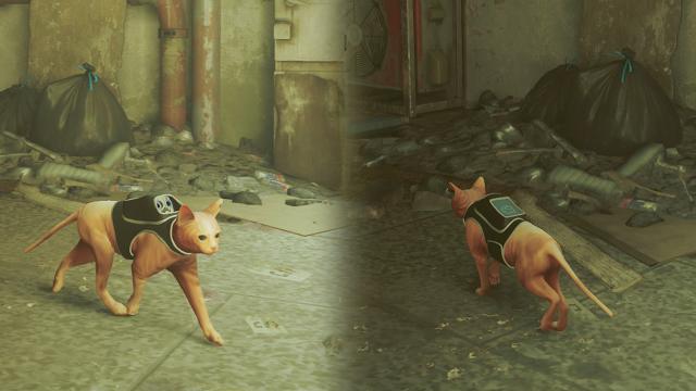 Сфинкс / Sphynx Cat для Stray