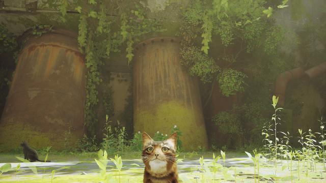 Brown cat