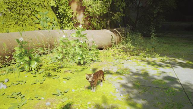 Brown cat for Stray