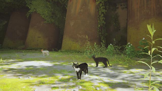 -   Black White Cat