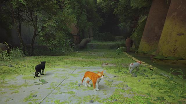 Red cat Stray