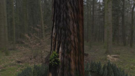 Giant Redwood