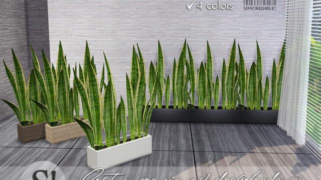 Solatium snake plant