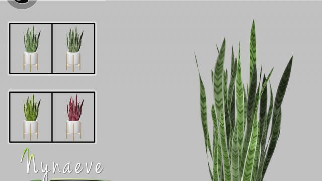 Sansevieria