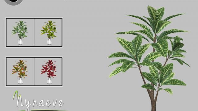 Croton Plant