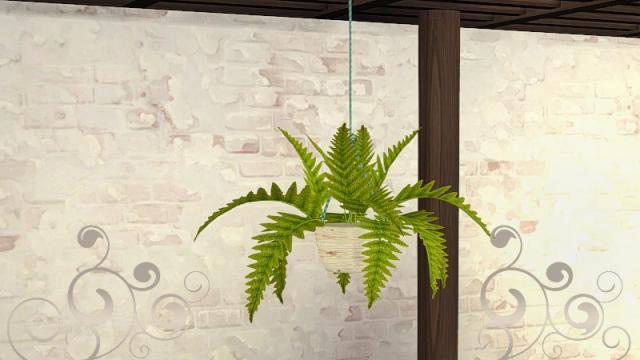 Breezy hanging fern