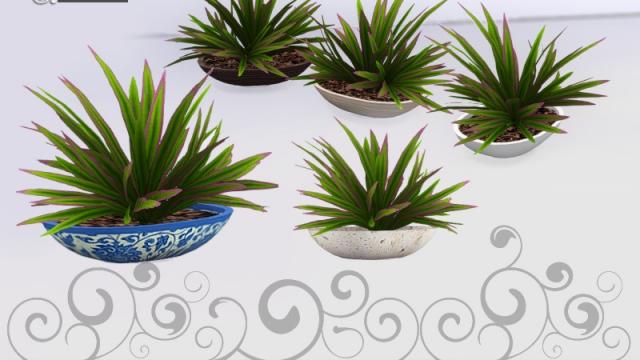 Come cozy plant