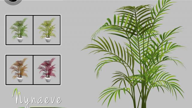 Areca Palm