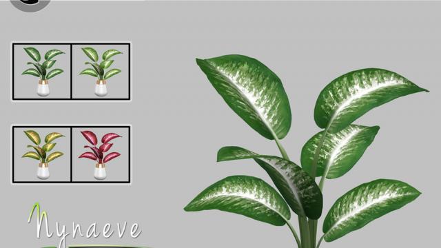 Dieffenbachia