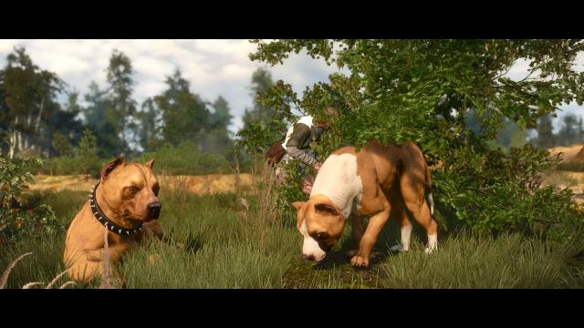 Глобальна переробка собак / Dog Appearance Overhaul aka DAO для The Witcher 3