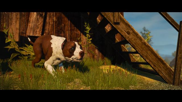 Глобальна переробка собак / Dog Appearance Overhaul aka DAO для The Witcher 3