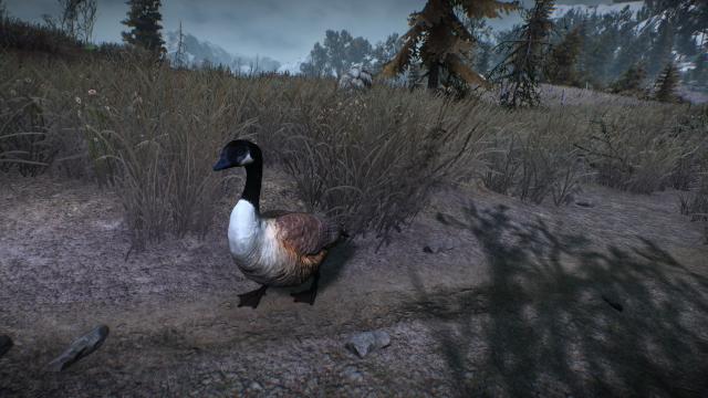 Canadian Goose -