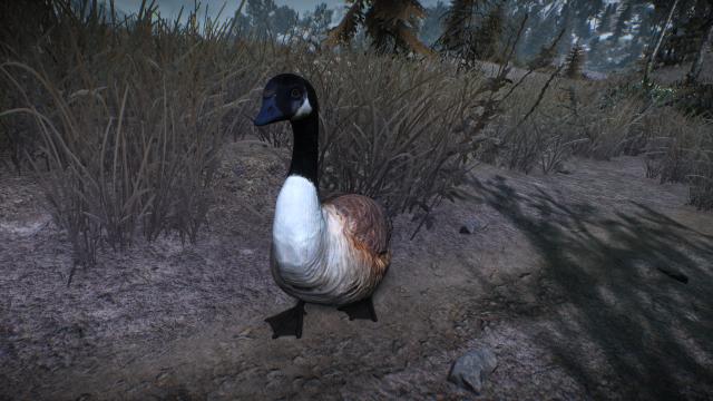 Canadian Goose - Канадские гуси для The Witcher 3